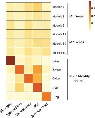 Macrophage Subsets in Obesity, Aligning the Liver and Adipose Tissue